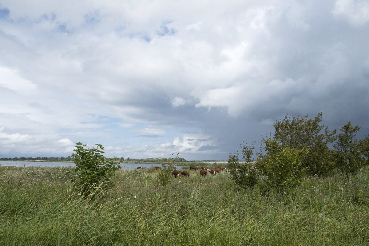 Lauwersmeer