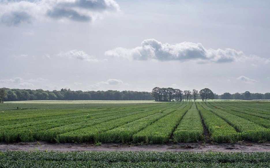 lelieteelt