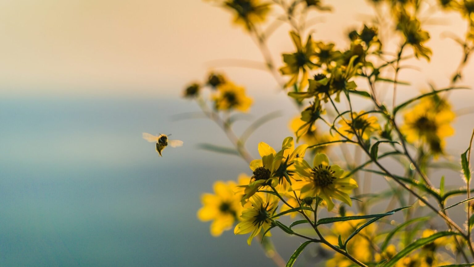 brad-huchteman-6GhwM0GnwMw-unsplash 16bij9